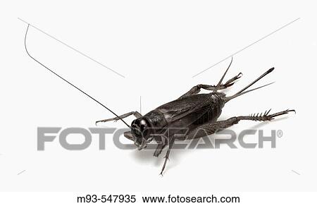 Cricket View Large Photo Image Stock Photography - Cricket. Fotosearch