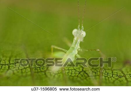 Cricket View Large Photo Image Stock Photography - Cricket. Fotosearch