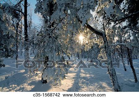 Crimea Ukraine Wood Ai-petri View Large Photo Image Stock Image - Crimea Ukraine Wood Ai-petri. Fotosearch