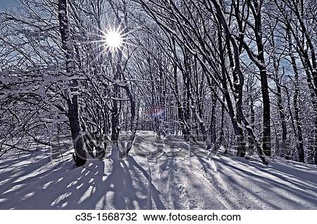 Crimea Ukraine Wood View Large Photo Image Stock Image - Crimea Ukraine Wood. Fotosearch