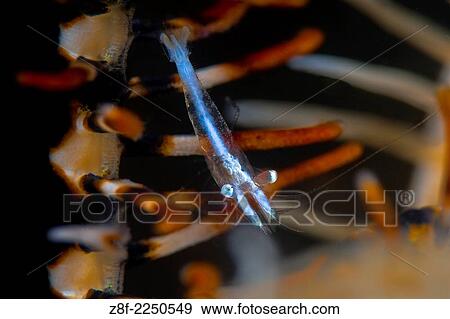 Crinoid Shrimp, Periclimenes amboinensis, Aer Prang 3, Lembeh Strait, North Sulawesi. View Large Photo Image Stock Photo - Crinoid Shrimp, Periclimenes amboinensis, Aer Prang 3, Lembeh Strait, North Sulawesi.. Fotosearch