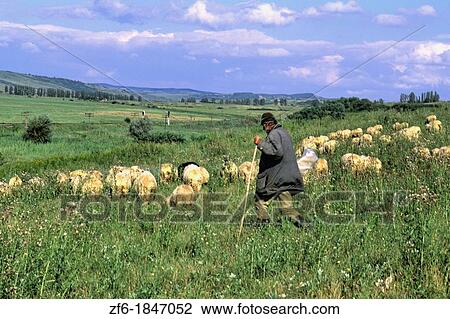 Croatia beautiful coast older sheep herder near Dubrovnik Croatia View Large Photo Image Stock Image - Croatia beautiful coast older sheep herder near Dubrovnik Croatia. Fotosearch