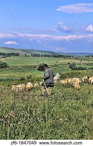 Croatia beautiful coast older sheep herder near Dubrovnik Croatia View Large Photo Image Stock Photo - Croatia beautiful coast older sheep herder near Dubrovnik Croatia. Fotosearch