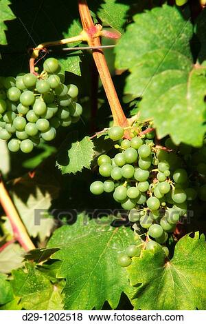 croatia, istria - closeup of wine grapes at vineyard in summer View Large Photo Image Stock Photo - croatia, istria - closeup of wine grapes at vineyard in summer. Fotosearch