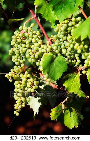 croatia, istria - closeup of wine grapes at vineyard in summer View Large Photo Image Stock Photo - croatia, istria - closeup of wine grapes at vineyard in summer. Fotosearch