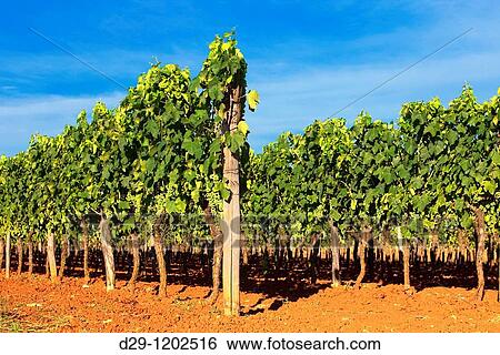 croatia, istria - vineyard on istrian countryside during summer View Large Photo Image Stock Photograph - croatia, istria - vineyard on istrian countryside during summer. Fotosearch