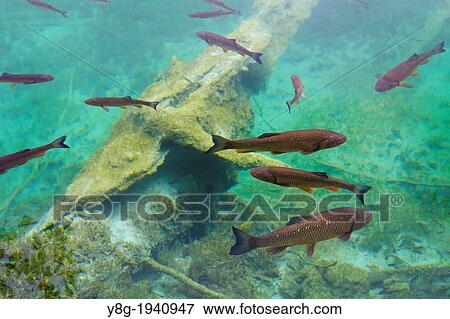 Croatia - Plitvice Lakes National Park, fishes in the crystal-clear water of lake, Plitvice, central Croatia. View Large Photo Image Stock Photo - Croatia - Plitvice Lakes National Park, fishes in the crystal-clear water of lake, Plitvice, central Croatia.. Fotosearch