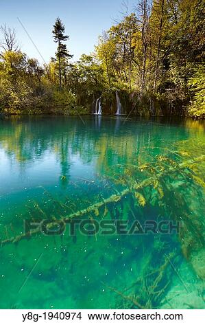 Picture - Croatia - turquoise water lake, Plitvice Lakes National Park, central Croatia.. Fotosearch