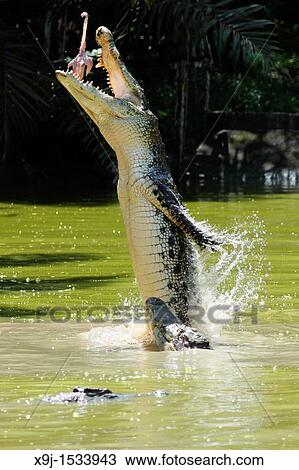 Stock Image - Crocodile Farm, Kuching, Sarawak. Fotosearch
