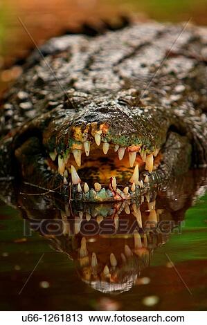 Crocodile Kenya Africa. View Large Photo Image Stock Image - Crocodile Kenya Africa.. Fotosearch