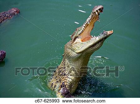 Stock Image - Crocodile leaping. Fotosearch