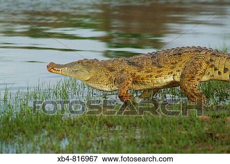 Stock Photo - Crocodile, Selous Game Reserve, Tanzania. Fotosearch