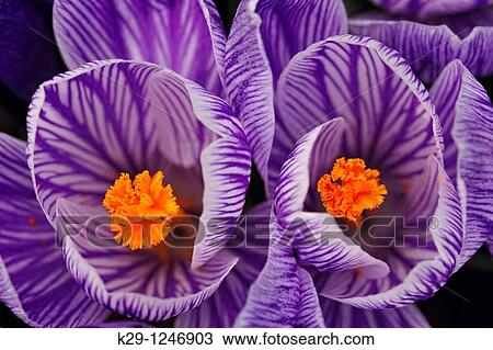 Crocus blossoms in early spring View Large Photo Image Stock Image - Crocus blossoms in early spring. Fotosearch
