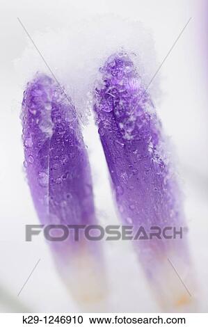 Crocus blossums in late spring snow View Large Photo Image Stock Image - Crocus blossums in late spring snow. Fotosearch