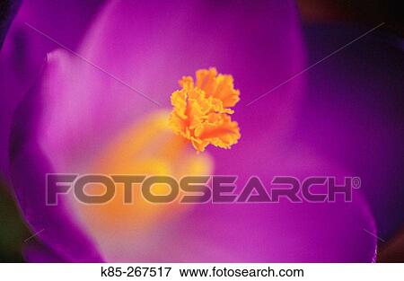 Crocus (Crocus sp. ). Sweden View Large Photo Image Stock Photo - Crocus (Crocus sp. ). Sweden. Fotosearch