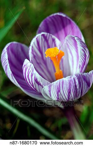 crocus mammoth View Large Photo Image Stock Image - crocus mammoth. Fotosearch