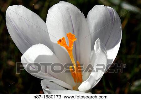 crocus mammoth View Large Photo Image Stock Image - crocus mammoth. Fotosearch