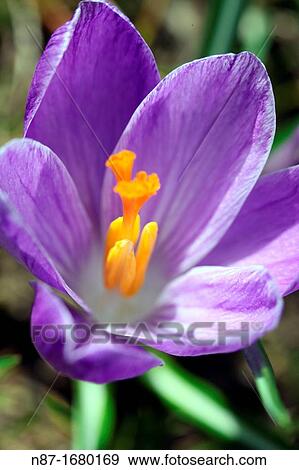 crocus mammoth View Large Photo Image Stock Photo - crocus mammoth. Fotosearch