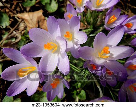 Crocuses seem to push up out of the ground with joy in spring, Pennsylvania, USA. View Large Photo Image Picture - Crocuses seem to push up out of the ground with joy in spring, Pennsylvania, USA.. Fotosearch