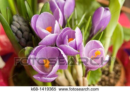 Crocuses View Large Photo Image Stock Photography - Crocuses. Fotosearch
