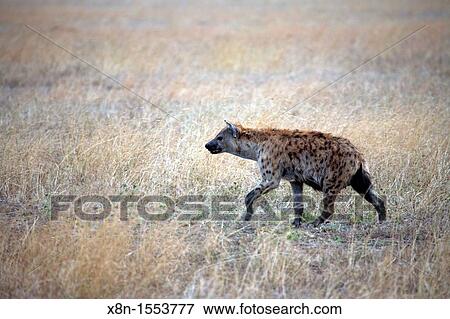 Crocuta crocuta Spotted Hyena, Rift Valley, Tanzania View Large Photo Image Stock Photo - Crocuta crocuta Spotted Hyena, Rift Valley, Tanzania. Fotosearch