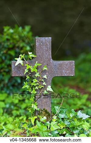 Cross at a graveyard at Muckross Abbey, County Kerry, Ireland, Europe View Large Photo Image Stock Photo - Cross at a graveyard at Muckross Abbey, County Kerry, Ireland, Europe. Fotosearch