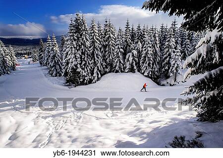 Cross-country skier in a frozen winter landscape, Jakuszyce, Poland. View Large Photo Image Stock Image - Cross-country skier in a frozen winter landscape, Jakuszyce, Poland.. Fotosearch