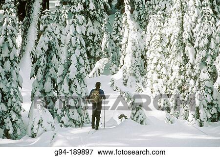 Cross country skier. Yosemite National Park. California. USA View Large Photo Image Stock Photo - Cross country skier. Yosemite National Park. California. USA. Fotosearch
