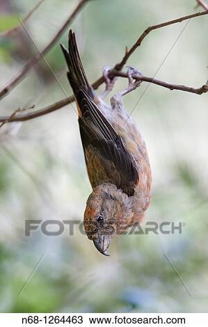 Crossbill Loxia curvirostra facingdown, Escorca, Majorca, Spain View Large Photo Image Stock Image - Crossbill Loxia curvirostra facingdown, Escorca, Majorca, Spain. Fotosearch