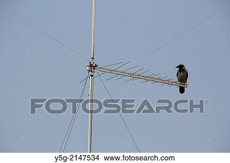 Picture - Crow on tv antenna aerial with blue sky. Fotosearch
