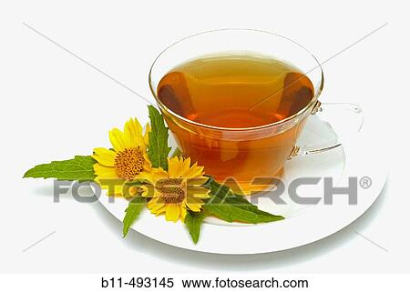 Crownbeard (Verbesina sp. ) infusion View Large Photo Image Stock Photography - Crownbeard (Verbesina sp. ) infusion. Fotosearch