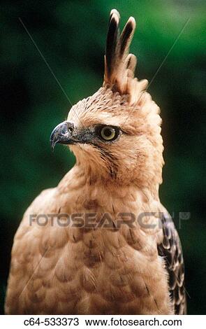 Crowned eagle, Sumatra, Indonesia View Large Photo Image Stock Image - Crowned eagle, Sumatra, Indonesia. Fotosearch