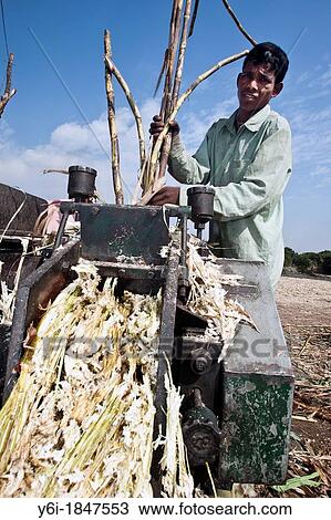 Crushing sugar cane to make unrefined sugar jaggery or gur Gujarat India View Large Photo Image Stock Image - Crushing sugar cane to make unrefined sugar jaggery or gur Gujarat India. Fotosearch