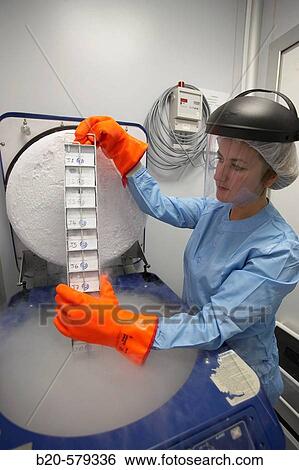 Cryogenic Procedures/Cryopreservation/storage of samples in liquid nitrogen tank. Laboratory, Fundaci? n Inbiomed, Genetrix Group. Center for research in stem cells and regenerative medicine. Donostia, San Sebastian, Euskadi. Spain. View Large Photo Image Stock Photograph - Cryogenic Procedures/Cryopreservation/storage of samples in liquid nitrogen tank. Laboratory, Fundaci? n Inbiomed, Genetrix Group. Center for research in stem cells and regenerative medicine. Donostia, San Sebastian, Euskadi. Spain.. Fotosearch