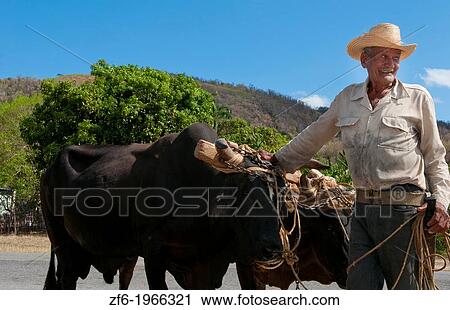 Cuba Cienfuegos old man cowboy portrait with oxen on side of road in farming area. View Large Photo Image Stock Image - Cuba Cienfuegos old man cowboy portrait with oxen on side of road in farming area.. Fotosearch