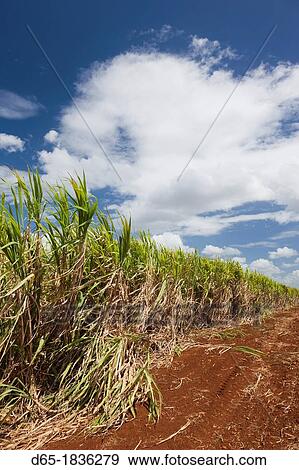 Cuba, Matanzas Province, Jaguey Grande, sugar cane field View Large Photo Image Stock Photo - Cuba, Matanzas Province, Jaguey Grande, sugar cane field. Fotosearch