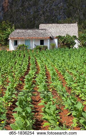 Cuba, Pinar del Rio Province, Vinales, Vinales Valley, tobacco plantation View Large Photo Image Picture - Cuba, Pinar del Rio Province, Vinales, Vinales Valley, tobacco plantation. Fotosearch