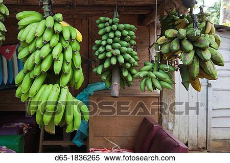 Cuba, Pinar del Rio Province, Vinales, Vinales Valley, El Jardin de Caridad, tropical garden, bananas View Large Photo Image Stock Photography - Cuba, Pinar del Rio Province, Vinales, Vinales Valley, El Jardin de Caridad, tropical garden, bananas. Fotosearch