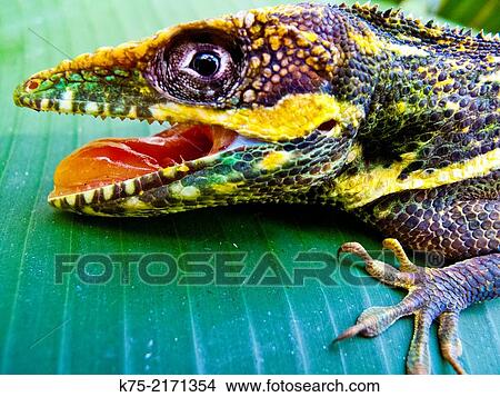 Cuban knight anole, Lizard, Florida View Large Photo Image Picture - Cuban knight anole, Lizard, Florida. Fotosearch