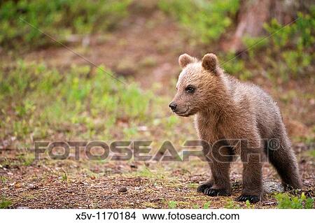 Picture - Cubs, Ursus arctos arctos, European brown bear, Martinselkonen Nature Park, region of Kainuu, Finland, Scandinavia, Europe. Fotosearch
