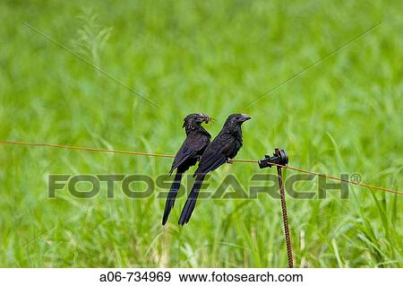 Cuckoo, perched pair View Large Photo Image Stock Photo - Cuckoo, perched pair. Fotosearch