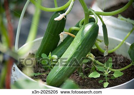 Cucumber Plants in Buckets. Thurmont Maryland USA View Large Photo Image Stock Photography - Cucumber Plants in Buckets. Thurmont Maryland USA. Fotosearch
