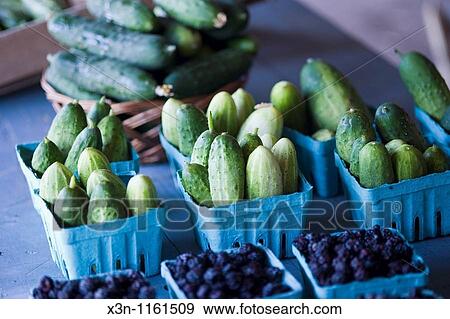 Cucumbers in PA View Large Photo Image Stock Photo - Cucumbers in PA. Fotosearch