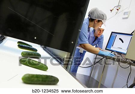 Cucumbers on food processing conveyor, AZTI-Tecnalia Marine and Food Research Center pilot plant, Derio, Bizkaia, Euskadi, Spain View Large Photo Image Stock Photography - Cucumbers on food processing conveyor, AZTI-Tecnalia Marine and Food Research Center pilot plant, Derio, Bizkaia, Euskadi, Spain. Fotosearch