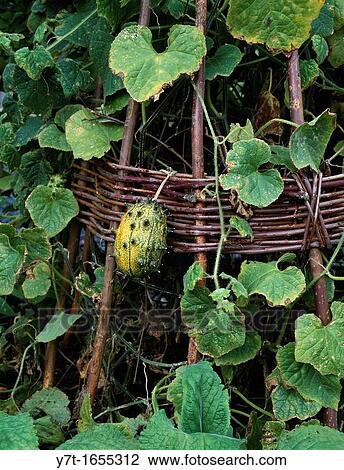 Cucumis metuliferus - horned cucumber grown up a hazel wigwam View Large Photo Image Stock Image - Cucumis metuliferus - horned cucumber grown up a hazel wigwam. Fotosearch