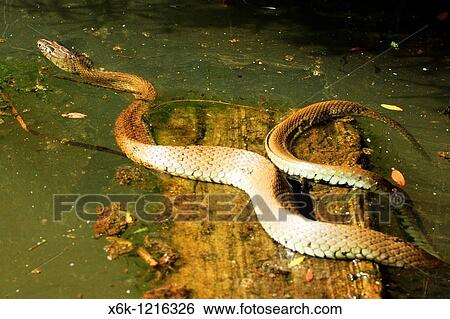 Culebra de collar Natrix Natrix, Parc Natural del Garraf, Baix Llobregat, Alt Pened? s, Garraf, Provincia de Barcelona, Catalunya, Espaa View Large Photo Image Stock Photograph - Culebra de collar Natrix Natrix, Parc Natural del Garraf, Baix Llobregat, Alt Pened? s, Garraf, Provincia de Barcelona, Catalunya, Espaa. Fotosearch