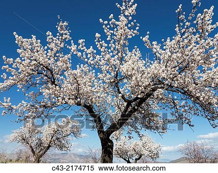 Cultivated almond trees (Prunus dulcis) in full blossom in February. Almer? a province, Andalusia, Spain. View Large Photo Image Stock Photography - Cultivated almond trees (Prunus dulcis) in full blossom in February. Almer? a province, Andalusia, Spain.. Fotosearch
