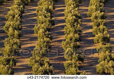 Cultivated olive trees (Olea europaea). MBlaga province, Andalusia, Spain. View Large Photo Image Stock Image - Cultivated olive trees (Olea europaea). MBlaga province, Andalusia, Spain.. Fotosearch