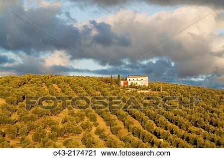 Cultivated olive trees (Olea europaea) and farmhouse. MBlaga province, Andalusia, Spain. View Large Photo Image Stock Image - Cultivated olive trees (Olea europaea) and farmhouse. MBlaga province, Andalusia, Spain.. Fotosearch