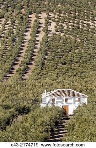 Cultivated olive trees (Olea europaea) and farmhouse. C? rdoba province, Andalusia, Spain. View Large Photo Image Stock Photo - Cultivated olive trees (Olea europaea) and farmhouse. C? rdoba province, Andalusia, Spain.. Fotosearch